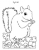 +line+art+outline+squirrel+coloring+page+ clipart