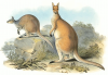+animal+Antilopine+kangaroo+Macropus+antilopinus+ clipart