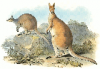+animal+Antilopine+kangaroo+Macropus+antilopinus+ clipart