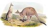 +animal+Eastern+grey+kangaroo+Macropus+giganteus+ clipart