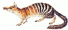 +animal+Numbat+isolated+ clipart