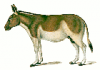 +animal+Onager+ clipart
