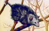 +animal+Opossum+4+ clipart