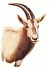 +animal+Oryx+head+ clipart