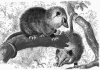 +animal+Virginia+opossum+ clipart