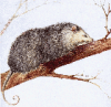+animal+opossum+in+tree+ clipart