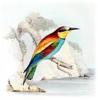 +animal+Bee+eater+Merops+apiaster+ clipart