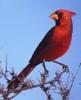 +animal+bird+Cardinal+male+ clipart