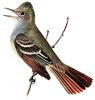+animal+bird+Great+Crested+Flycatcher+ clipart