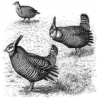 +animal+bird+Heath+Hen+extinct+ clipart