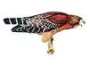 +animal+bird+Red+shouldered+Hawk+ clipart