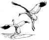 +animal+bird+Whooping+Crane+landing+ clipart