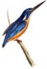 +animal+bird+Azure+Kingsfisher+Alcedo+azurea+ clipart