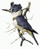 +animal+bird+Belted+Kingfisher+ clipart