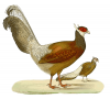 +animal+bird+Blue+Eared+Pheasant+Crossoptilon+auritum+ clipart