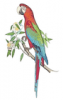 +animal+bird+Green+Winged+Macaw+ clipart
