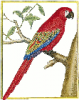 +animal+bird+Lesser+Antillean+Macaw+ clipart