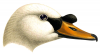+animal+bird+Mute+Swan+head+ clipart