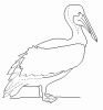 +animal+bird+pelican+ clipart