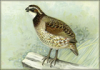 +animal+bird+quail+illustration+ clipart