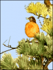 +animal+bird+robin+in+pine+ clipart