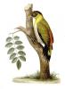 +animal+Black+headed+Woodpecker+Picus+erythropygius+ clipart