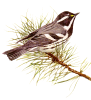 +animal+Black+throated+Gray+Warbler+ clipart