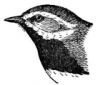 +animal+Black+throated+Green+Warbler+ clipart