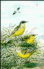 +animal+Blue+headed+Wagtail+ clipart