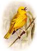 +animal+bird+Yellow+Warbler+ clipart