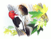 +animal+bird+Red+Headed+Woodpecker+ clipart