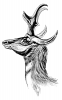 +animal+Pronghorn+head+and+horns+ clipart