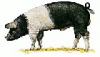 +animal+Saddleback+Pig+ clipart