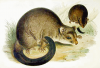 +animal+Short+eared+possum+Trichosurus+caninus+ clipart