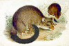 +animal+short+eared+possum+Trichosurus+caninus+ clipart