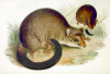 +animal+short+eared+possum+Trichosurus+caninus+ clipart