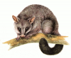 +animal+Common+brushtail+possum+Trichosurus+vulpecula+ clipart