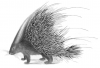 +animal+Indian+Crested+Porcupine+ clipart