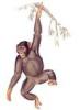 +animal+primate+Chimpanzee+hanging+ clipart