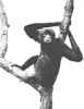 +animal+primate+Gibbon+3+ clipart