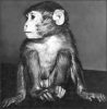 +animal+primate+Rhesus+Monkey+ clipart