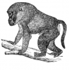 +animal+primate+baboon+2+ clipart