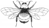 +bug+insect+bumblebee+Bumblebee+2+ clipart