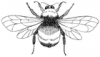 +bug+insect+bumblebee+Bumblebee+2+ clipart