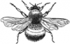 +bug+insect+bumblebee+Bumblebee+3+ clipart