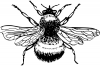 +bug+insect+bumblebee+Bumblebee+ clipart