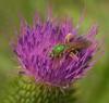 +bug+insect+bumblebee+Halictid+bee+on+Bull+Thistle+ clipart