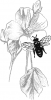 +bug+insect+bumblebee+bee+by+flower+BW+ clipart