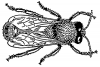 +bug+insect+bumblebee+bee+drone+ clipart