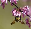 +bug+insect+bumblebee+bee+on+Redbud+tree+ clipart